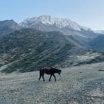 horse